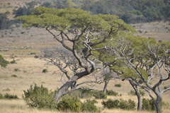 Burkea africana