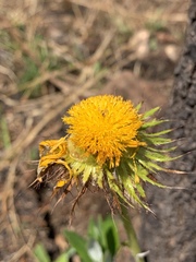 Berkheya nivea