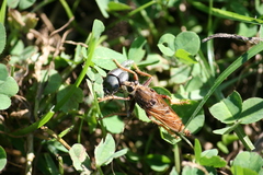 Asilus crabroniformis