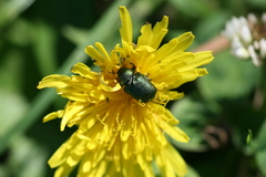 Cryptocephalus sericeus