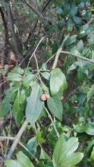 Euonymus europaeus