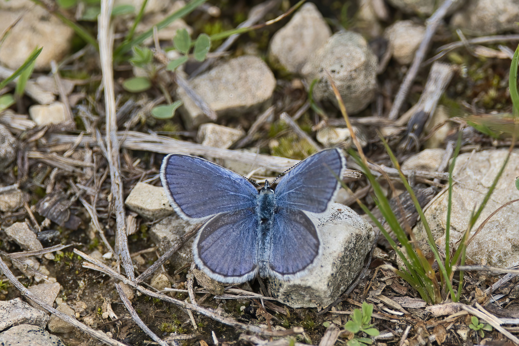 Karner Blue
