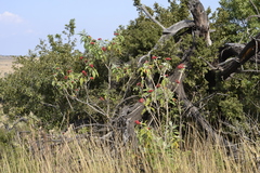 Solanum giganteum