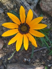 Gazania ciliaris