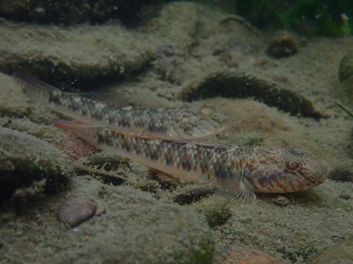 Amoer-grondel (Rhinogobius similis) — Gobiidae