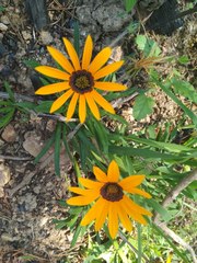 Gazania ciliaris