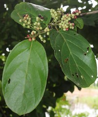 Antidesma ghaesembilla