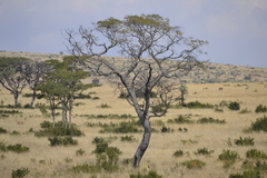 Burkea africana