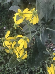 Verbesina alternifolia