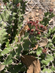 Euphorbia vandermerwei