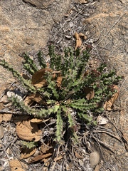 Euphorbia vandermerwei