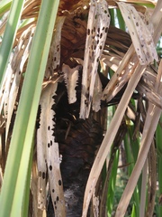 Pandanus spiralis