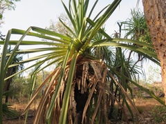 Pandanus spiralis