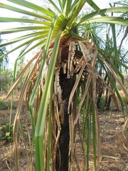 Pandanus spiralis