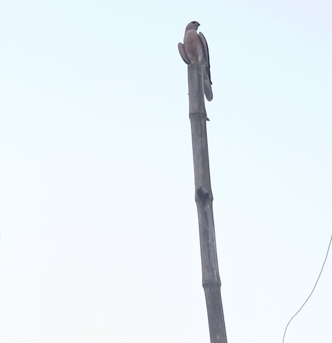 Indian shikra
