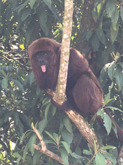 Alouatta guariba