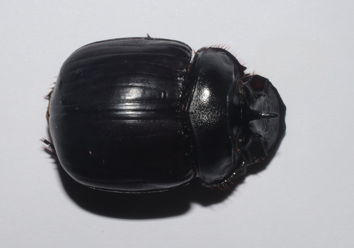 Heliocopris coronatus
