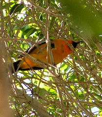 Icterus pustulatus