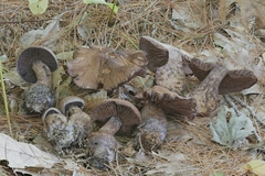 Cortinarius squamulosus