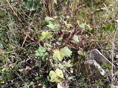 Malva verticillata