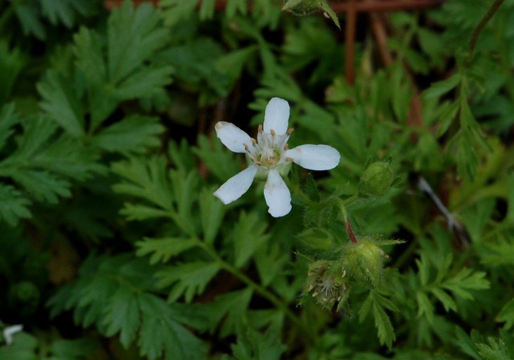 Horkelia parryi