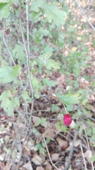 Crataegus monogyna