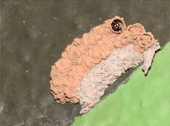 Paraleptomenes miniatus