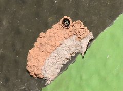 Paraleptomenes miniatus