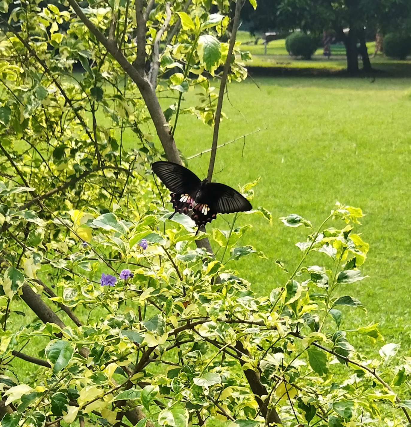 Common Mormon