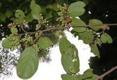 Antidesma ghaesembilla