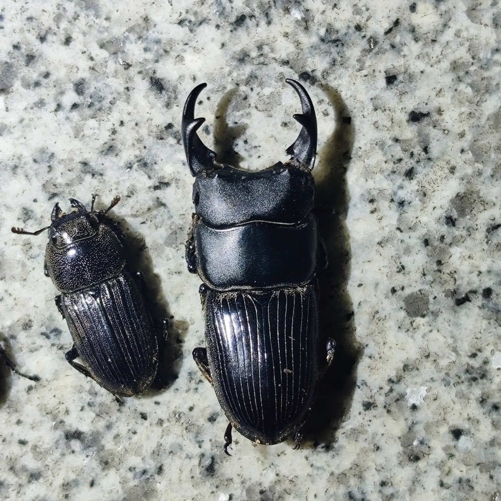 Aegus kuangtungensis in June 2025 by ddmdragonflies · iNaturalist