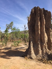 Nasutitermes triodiae