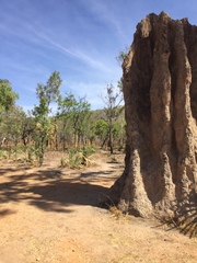 Nasutitermes triodiae