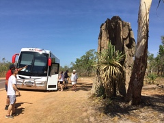 Nasutitermes triodiae