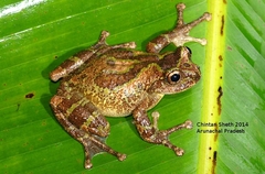 Medog Ridged-Nose Treefrog photo 1