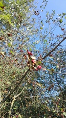 Crataegus monogyna