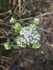 Ageratina altissima