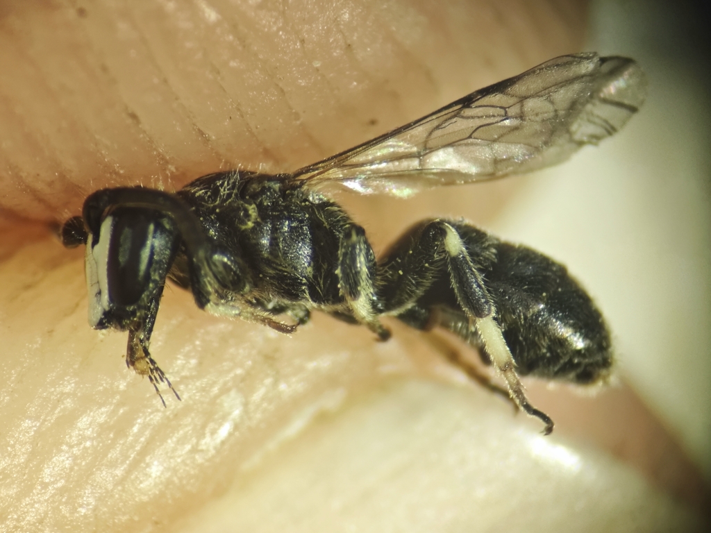 Snowy Masked Bee