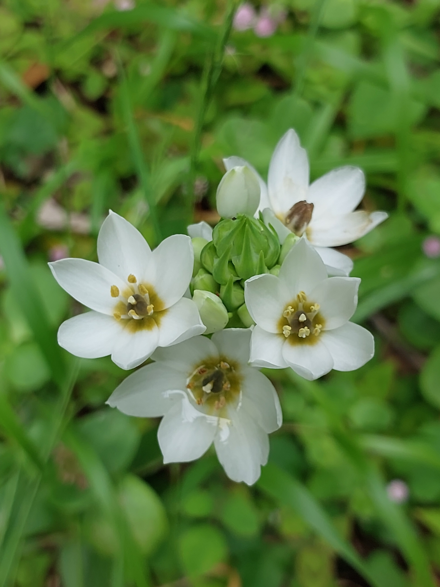 Ornithogalum thyrsoides