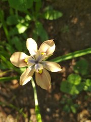 Moraea vegeta