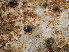 Clibanarius tricolor