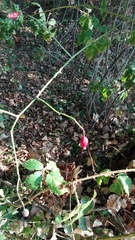 Rosa canina