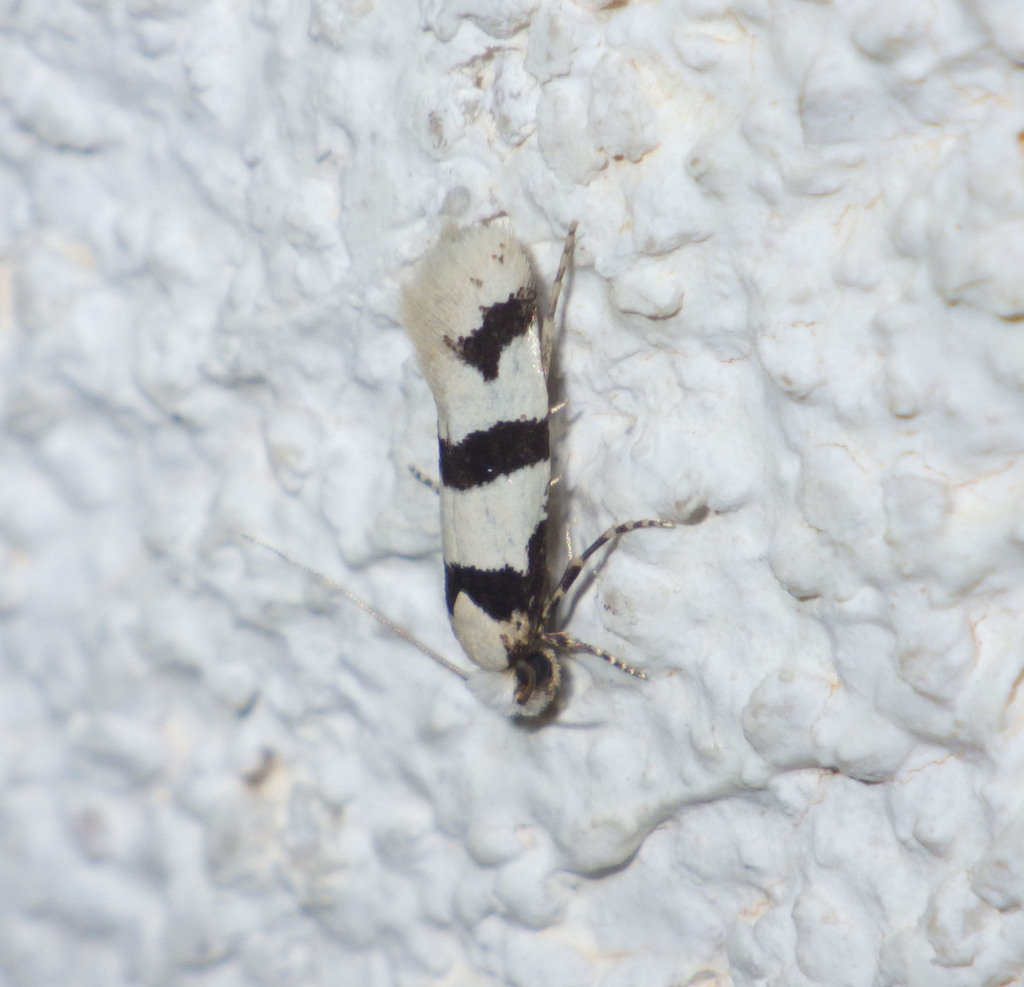 Neurothaumasia ragusaella