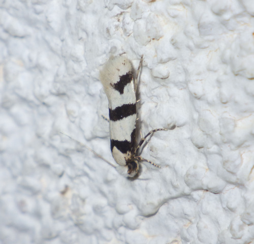 Neurothaumasia ragusaella