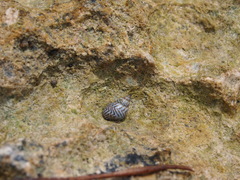 Echinolittorina ziczac image