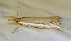 Raphiptera argillaceellus