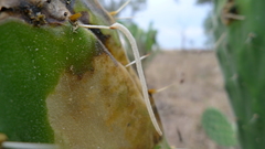 Cactoblastis cactorum