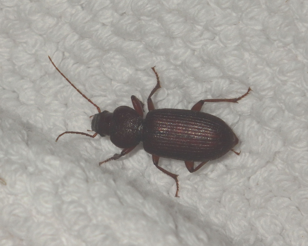 Graniger cordicollis