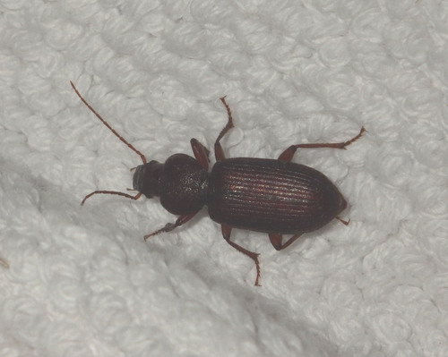 Graniger cordicollis