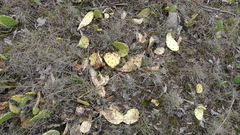 Cactoblastis cactorum